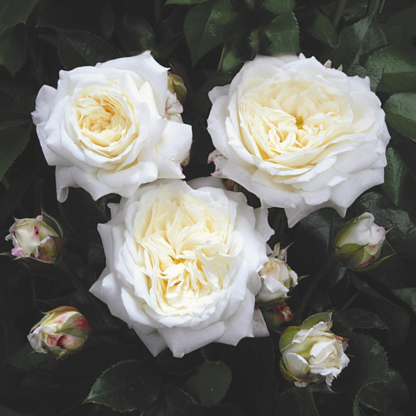 ALABASTER® ALABASTER®